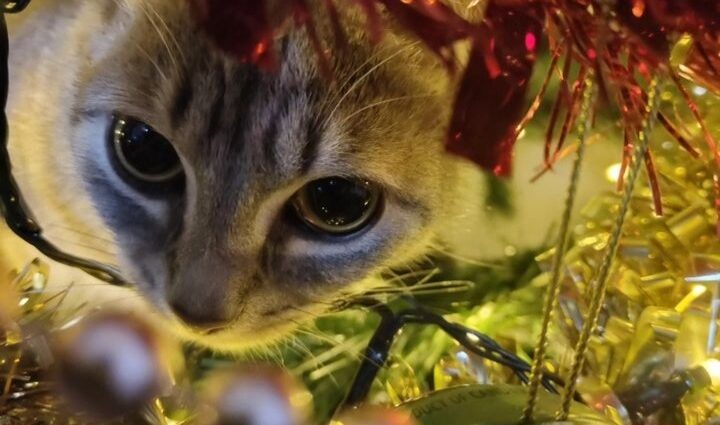 Kitten In Tree